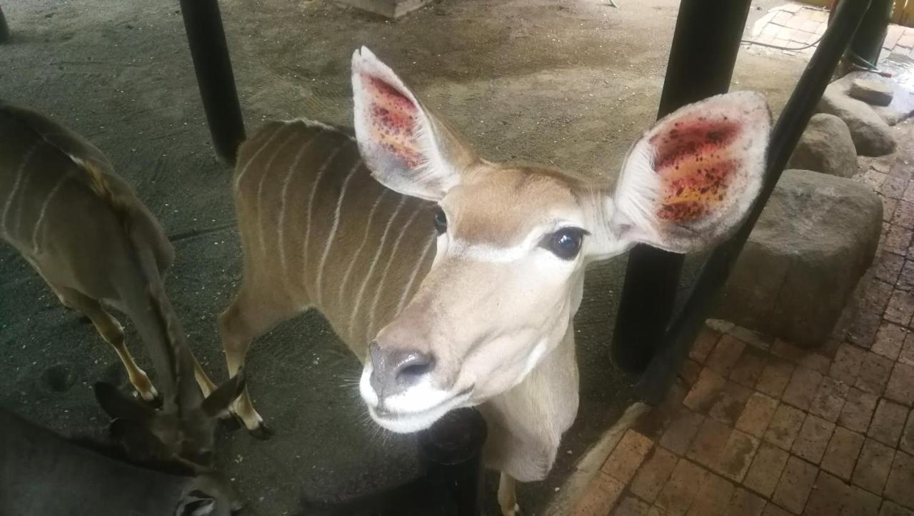 Kruger Kumba - Lahlekile Nathi Apartamento *