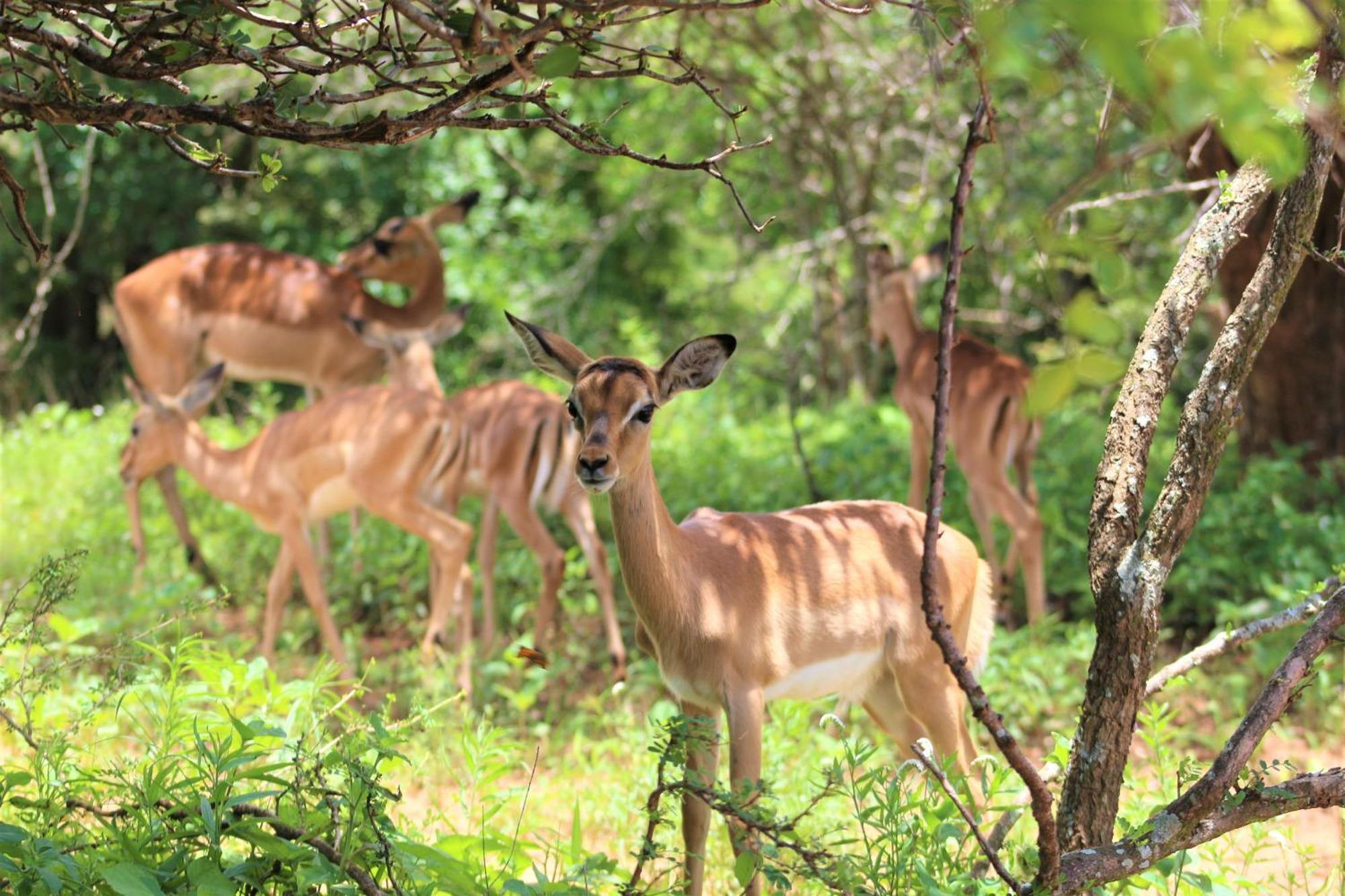 Apartamento Kruger Kumba - Lahlekile Nathi Marloth Park