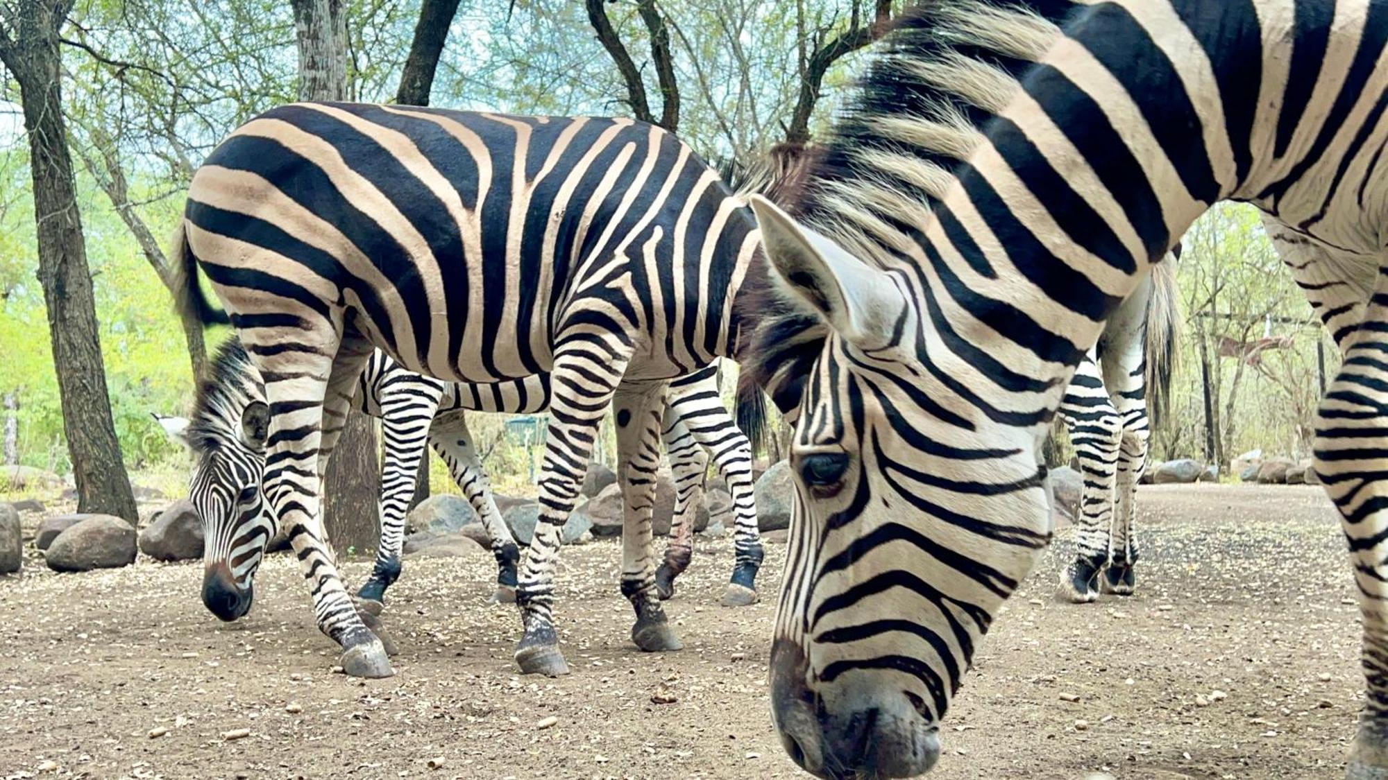Kruger Kumba - Lahlekile Nathi Apartamento Marloth Park