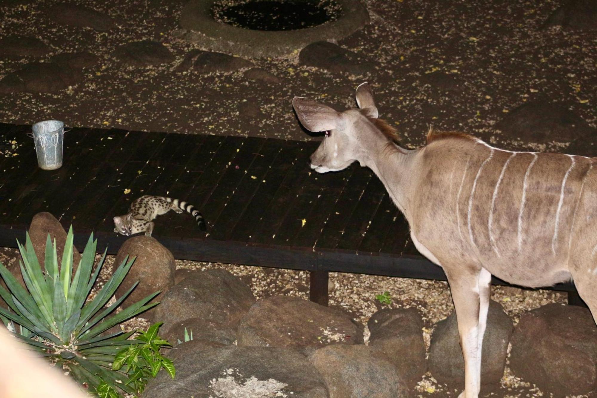 Kruger Kumba - Lahlekile Nathi Apartamento